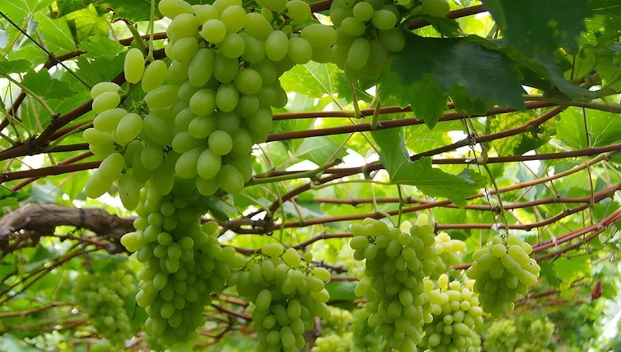 Biofertilizante feito com bagaço de uva aumenta em mais de 250% antioxidante em flor comestível
