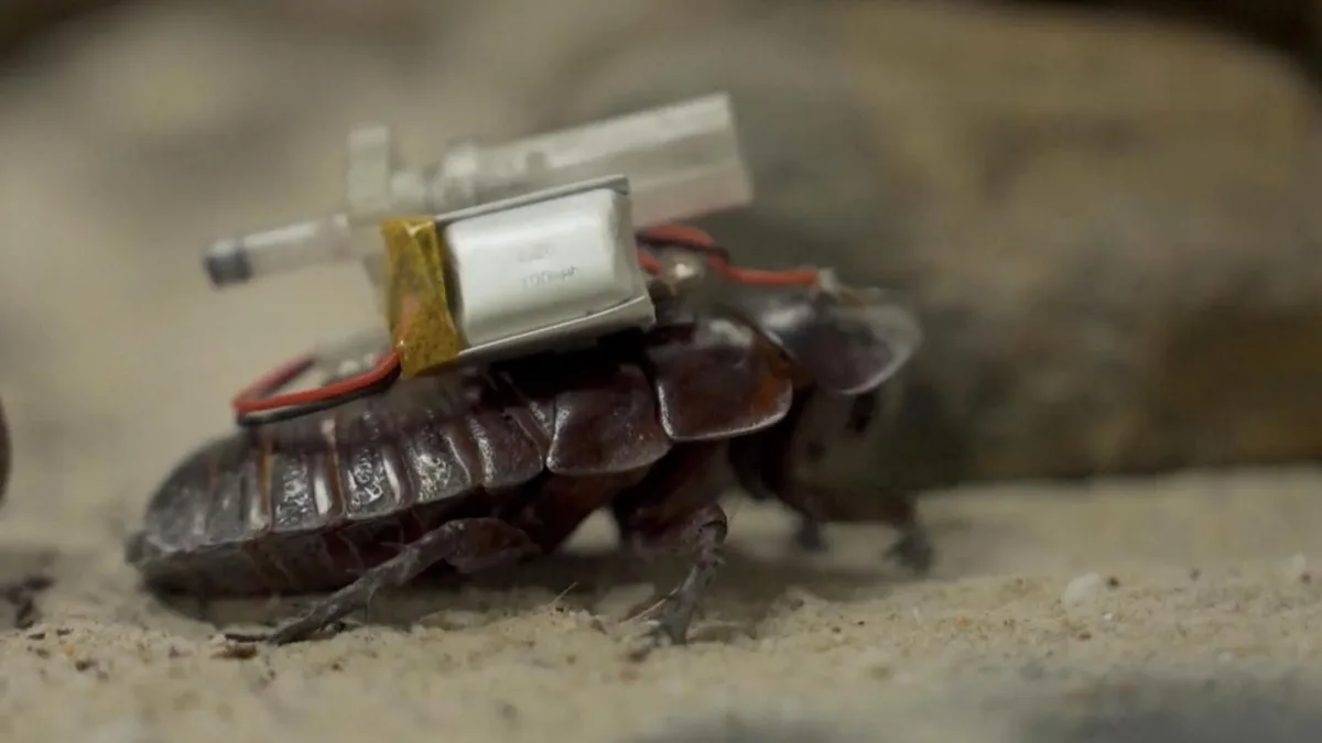 Ferngesteuerte Tiere: Wie diese Cyborg-Kakerlaken in Zukunft Leben retten könnten