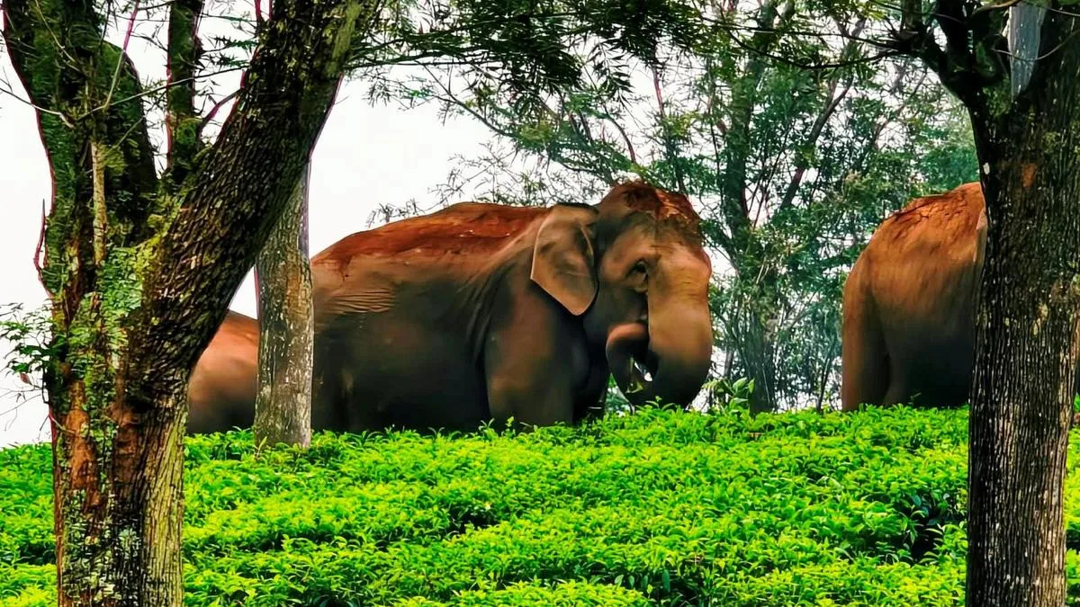 Forest department to capture two wild elephants from Chinnakkanal
