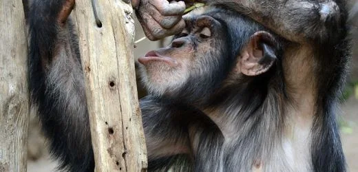 Schimpansen: Junge Tiere lernen Werkzeuggebrauch von ihren Müttern