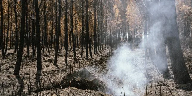 Les incendies de l’été 2026 en France sont responsables d’émissions de carbone d’une ampleur inédite