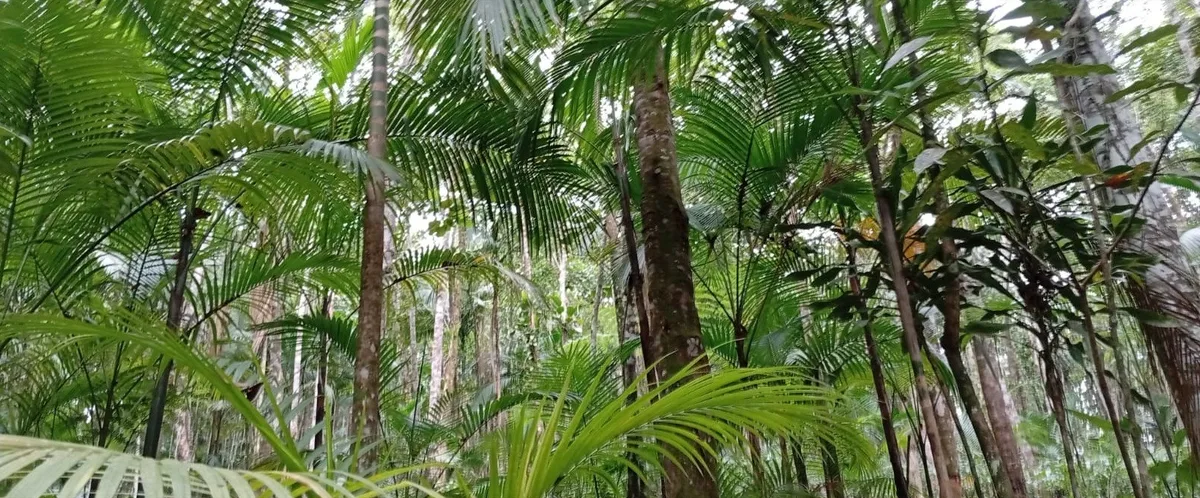 Projeto integra palmeira juçara e cultivo de chá para recuperar a Mata Atlântica