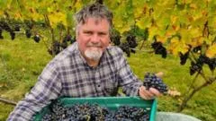 Stout, whiskey... wine? Ireland's small but determined vineyards making their mark