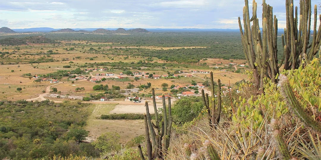 Fungos da Caatinga podem combater doenças agrícolas e resistir ao calor extremo