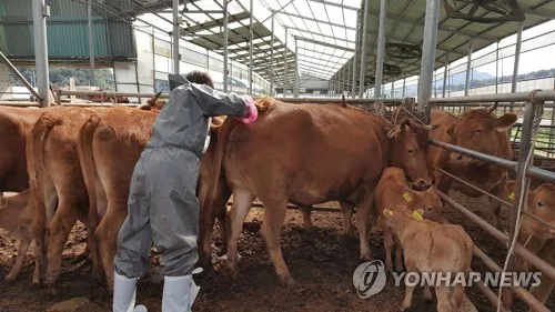 제주 소·염소 4만1천여마리 구제역 백신 일제접종