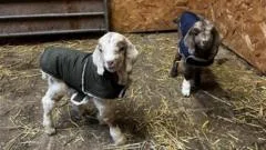 Goat sanctuary purchases 16.9 acres of more land
