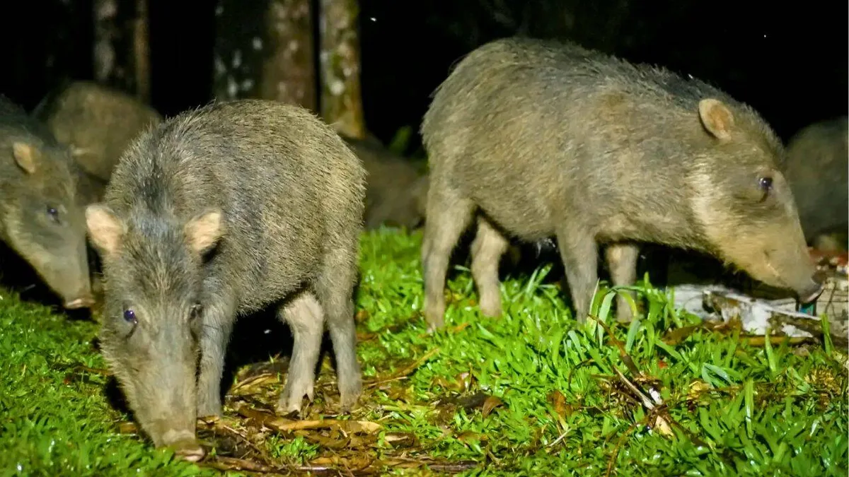 Costa Rica releases 13 white-lipped peccaries into a national park after an 18-year absence
