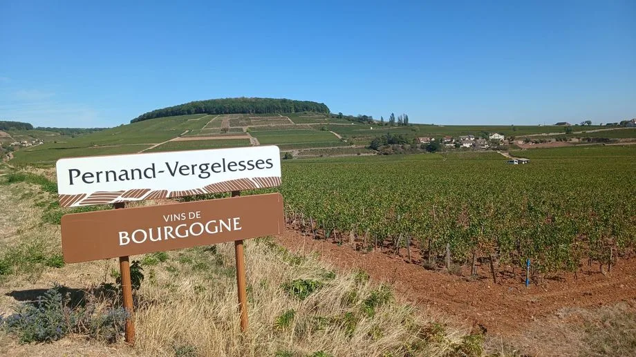 Vendanges 2026 en Bourgogne : en dépit d'une faible récolte, l'interprofession appelle à ne pas augmenter les prix