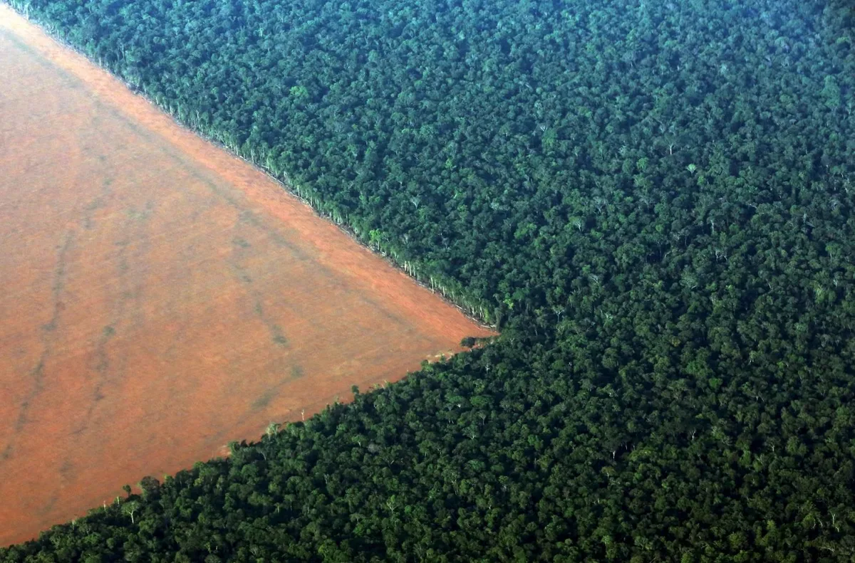 Brasil perde 14% de vegetação nativa em 40 anos e fica mais exposto ao El Niño