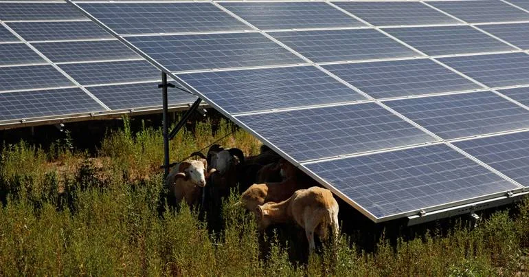 Mega-central solar Sophia encolhe um terço