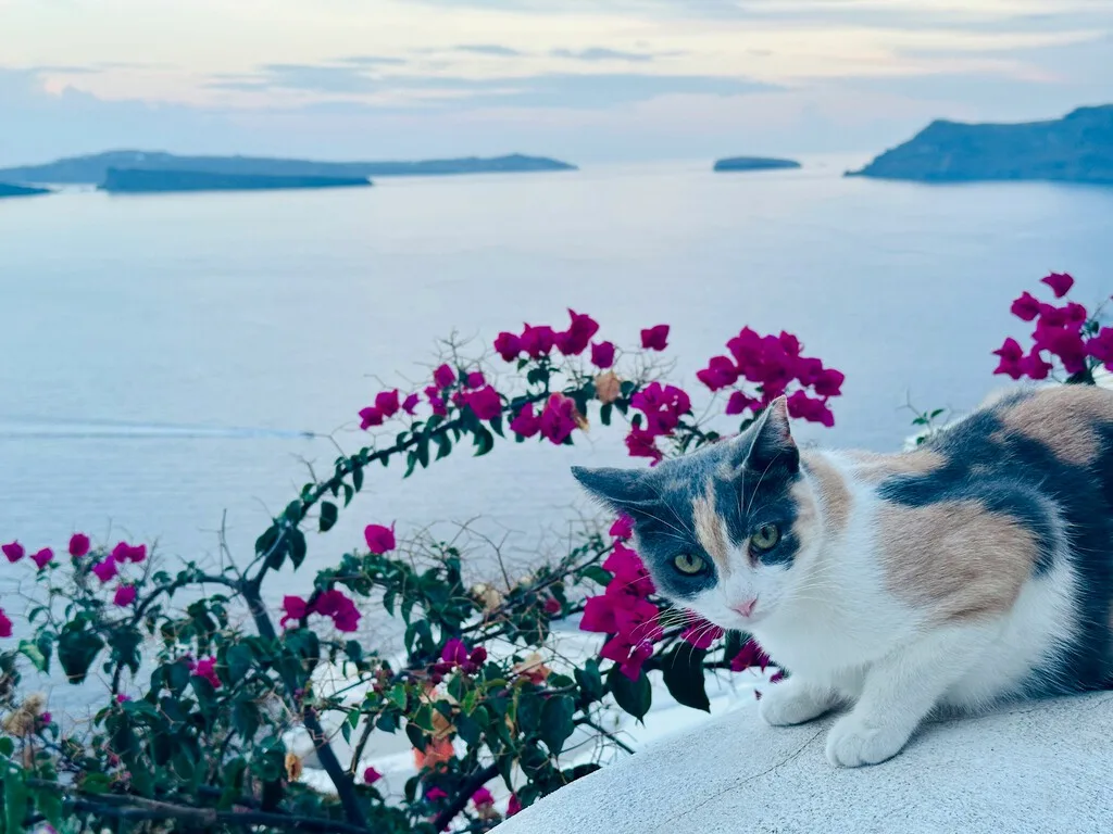 Si tu sueño es vivir gratis en una isla griega a cambio de cuidar gatos callejeros, tenemos una excelente noticia que contarte