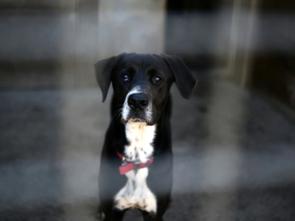 Plus de 84.000 chiens et chats à l'abandon refusés par des structures saturées