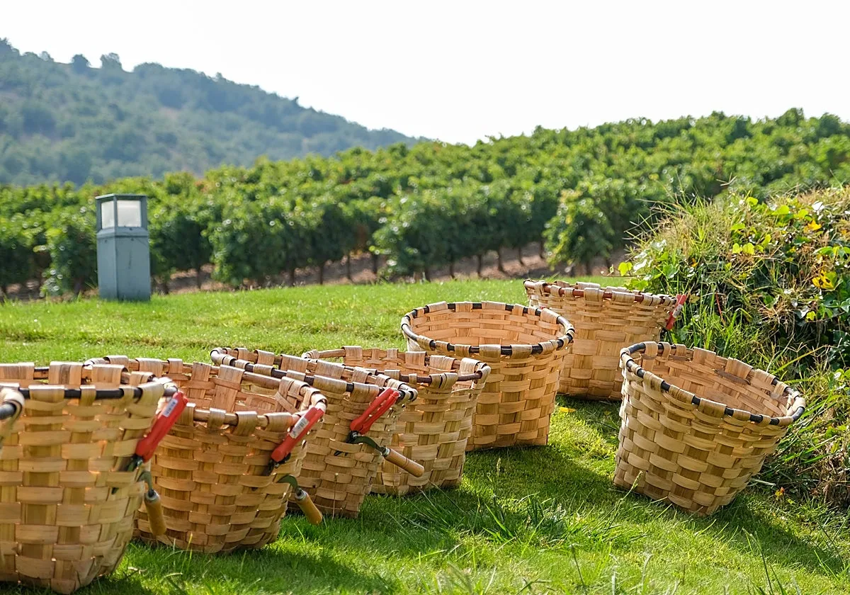 La vendimia que devuelve a la Ribera del Duero sus viejos rituales