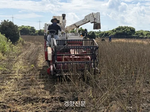 노동력 98% 줄인 ‘참깨’ 신품종···“제주 새 소득원 될 것” 보급 확대