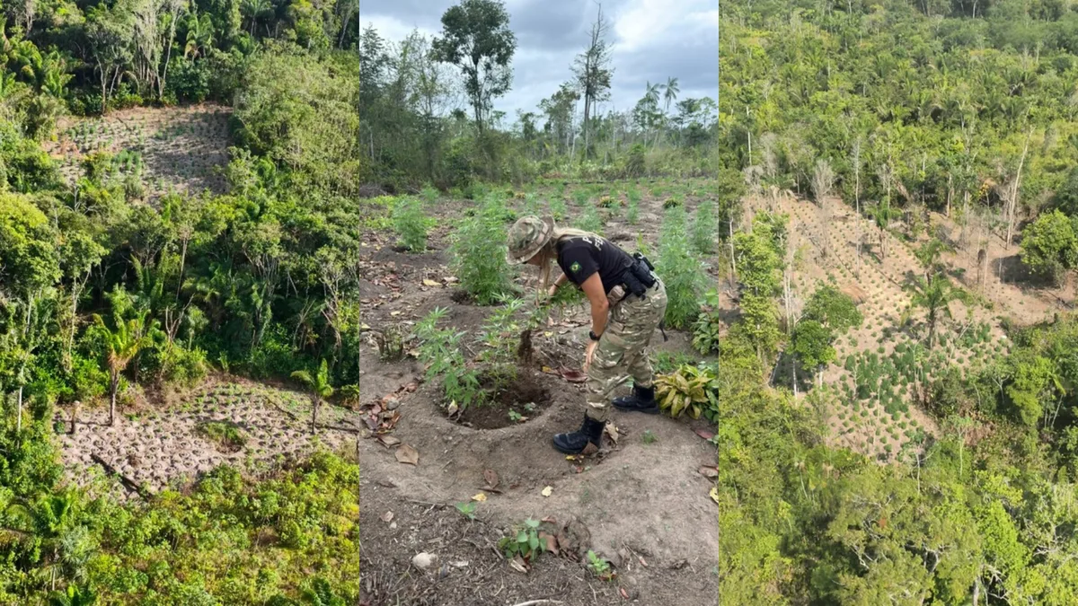 PF erradica mais de 300 mil pés de maconha em terra indígena no MA
