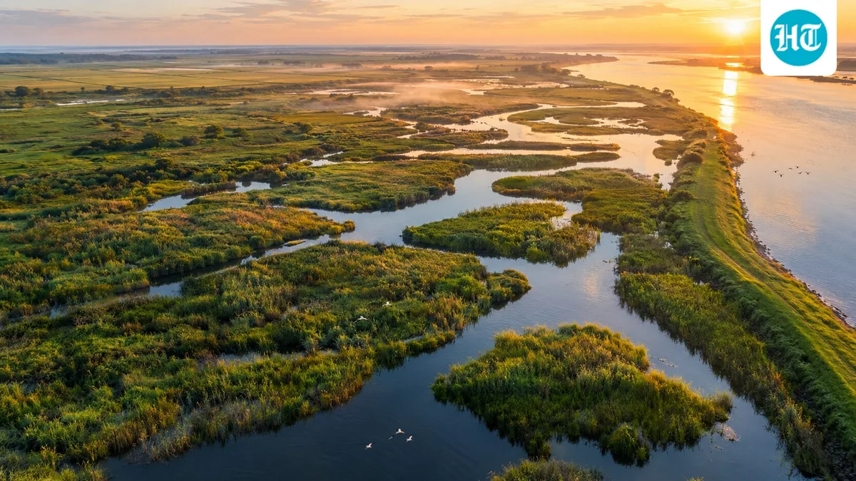 In 2018, California began turning 1,187 acres of Delta dairy and grazing land back into tidal marsh to create a safe home for young salmon