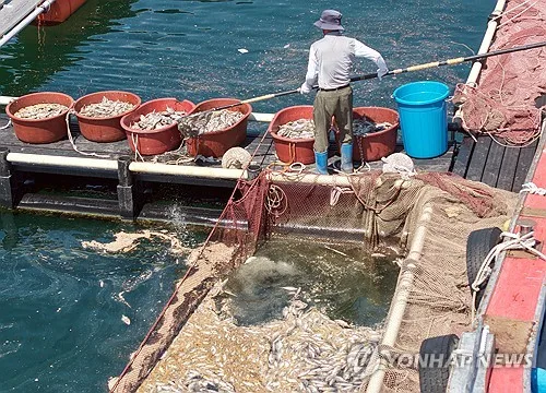 경남 남해안 고수온에 하루 새 어류·전복 64만3천마리 폐사