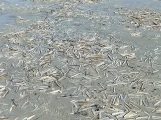 « Je n’ai jamais vu un échouage de cette envergure » : des centaines de couteaux découverts sur cette plage bretonne