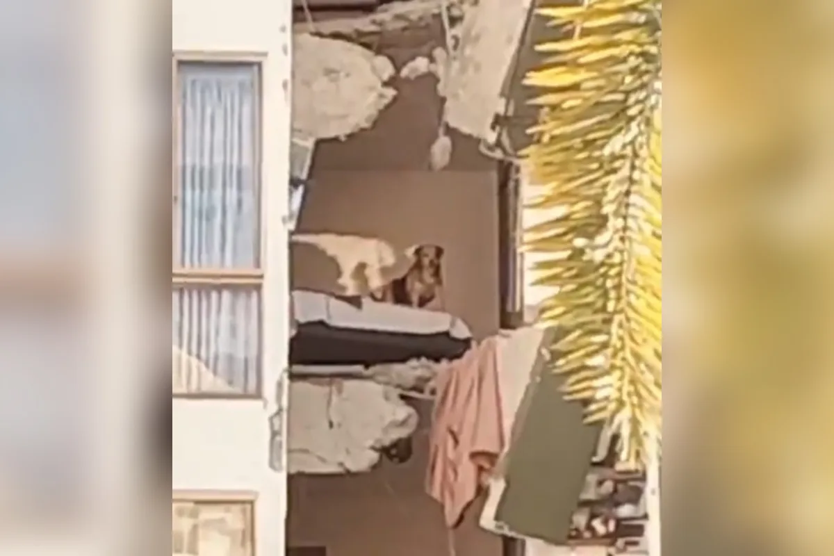 Cachorro fica preso em prédio destruído por terremoto na Colômbia