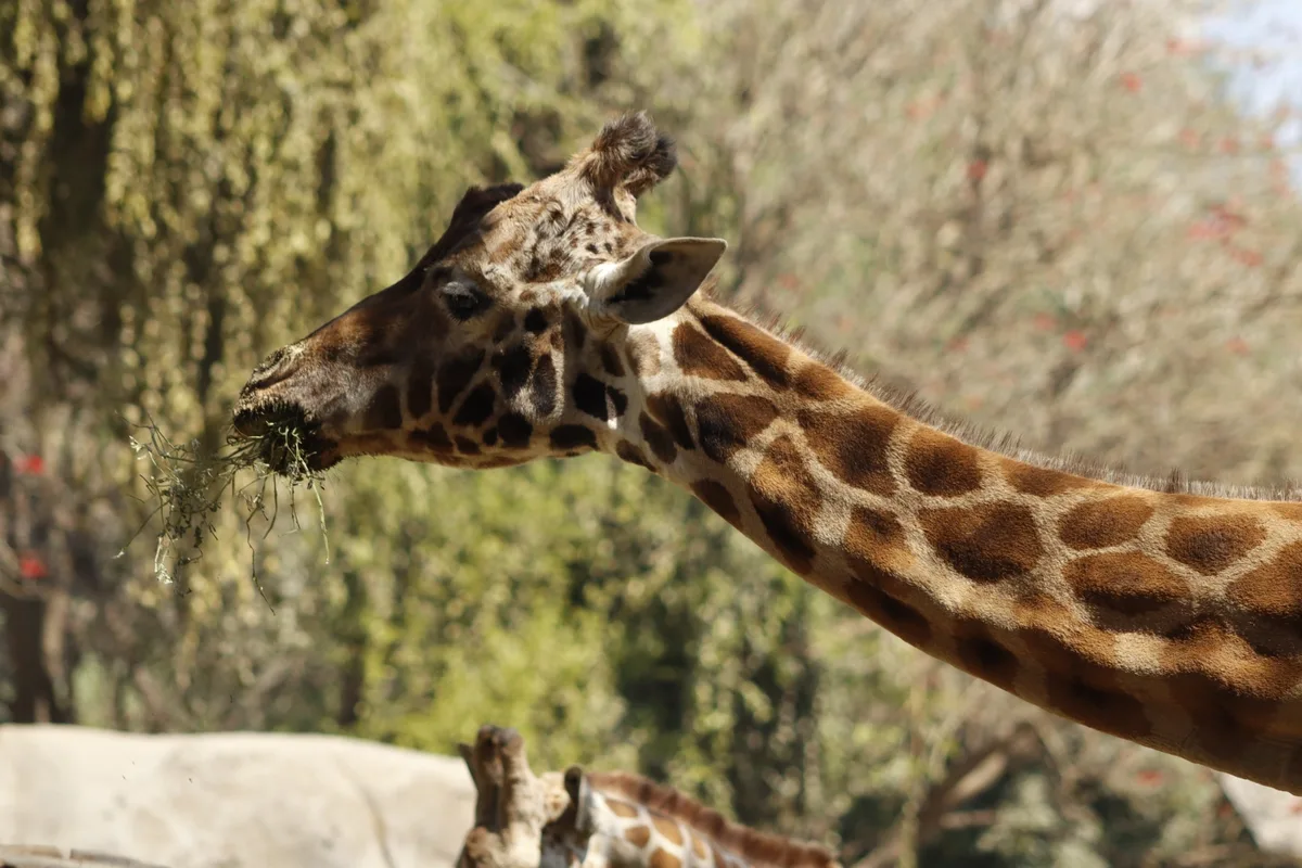 Murió una de las jirafas más longevas del mundo, se encontraba en el Zoológico de Chapultepec