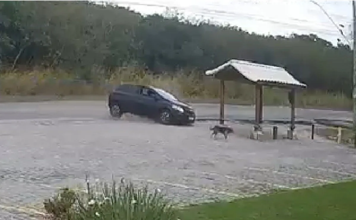 VÍDEO: carro quase atropela cachorro e destrói ponto de ônibus em Arraial do Cabo