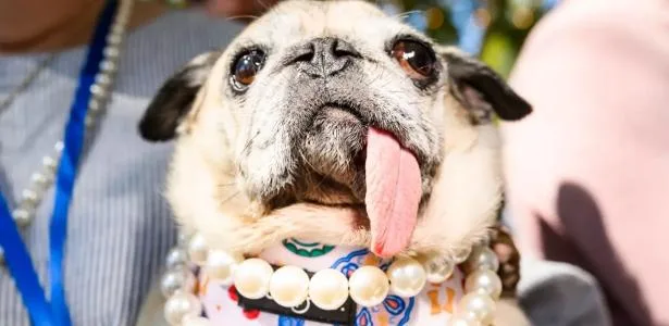 Pug eleita 'cachorra mais feia do mundo' vai estampar latas de refrigerante