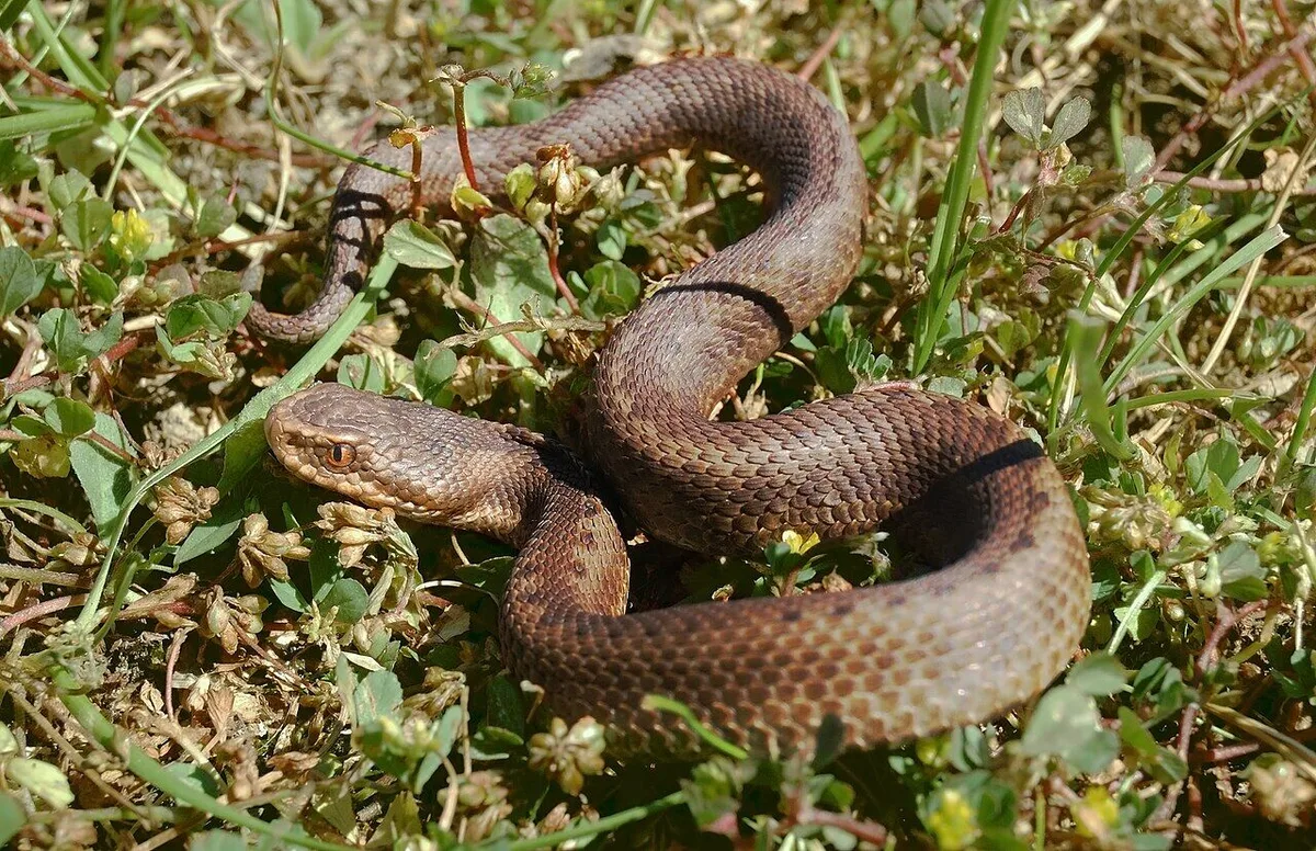 Uma cobra venenosa está “na boa” no Parque Nacional da Peneda-Gerês