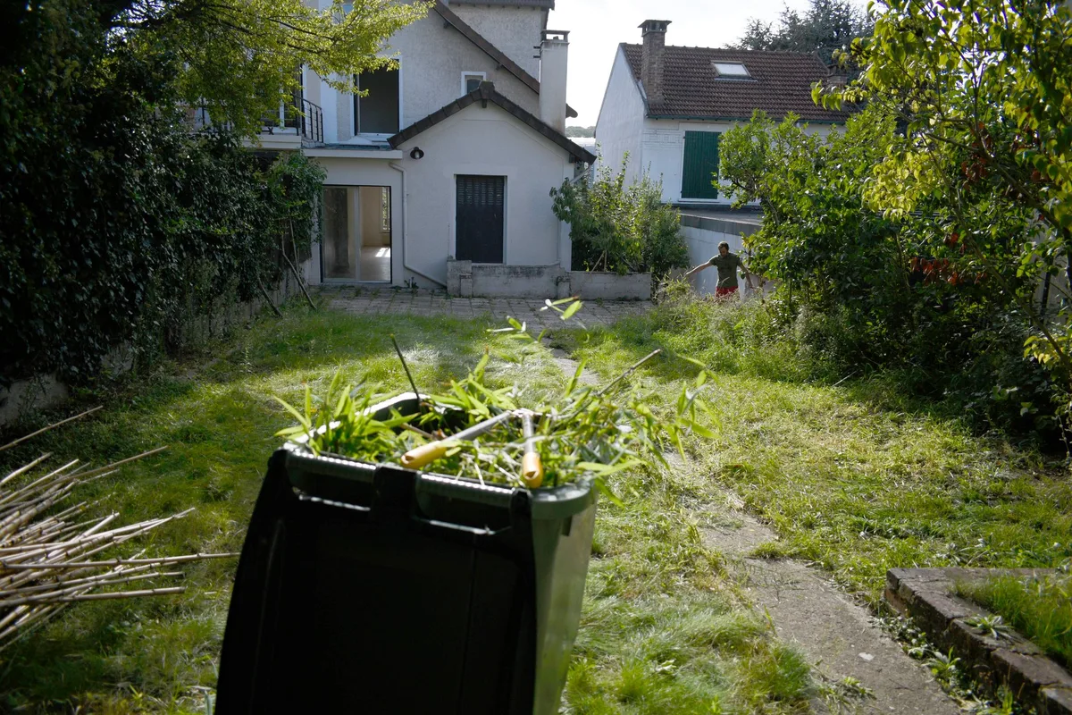 « Leurs bambous ont traversé le mur » : comment la star des jardins est devenue le cauchemar des propriétaires