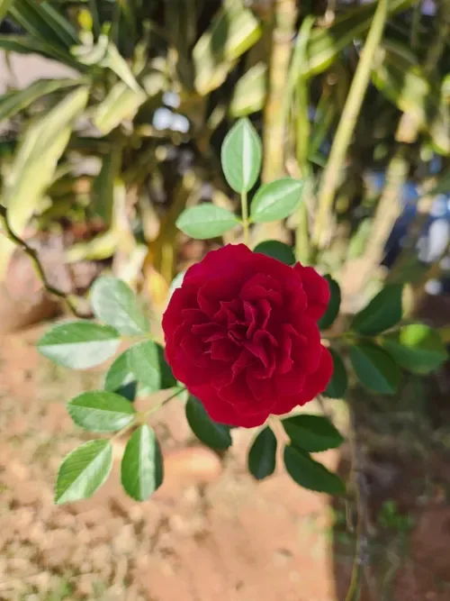 Spring and summer gardening: Essential tips for a healthy, productive garden