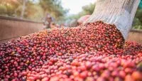 Colheita de café chega a 81% no Cerrado Mineiro, aponta Expocacer