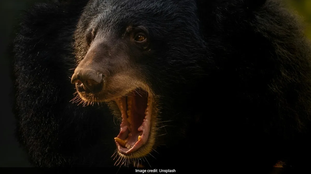 Smartphone Explosion Saves 15-Year-Old From Brutal Bear Attack In Russia