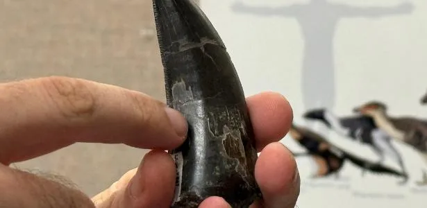Estudo dos dentes diz que T. rex tinha sangue quente, semelhante a humanos