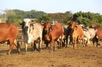 A ciência que transformou a pecuária brasileira em potência global