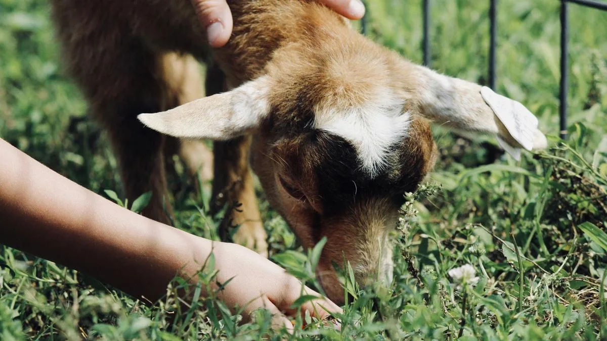 Toddler dies from rare, life-threatening illness after visit to Victorian petting zoo