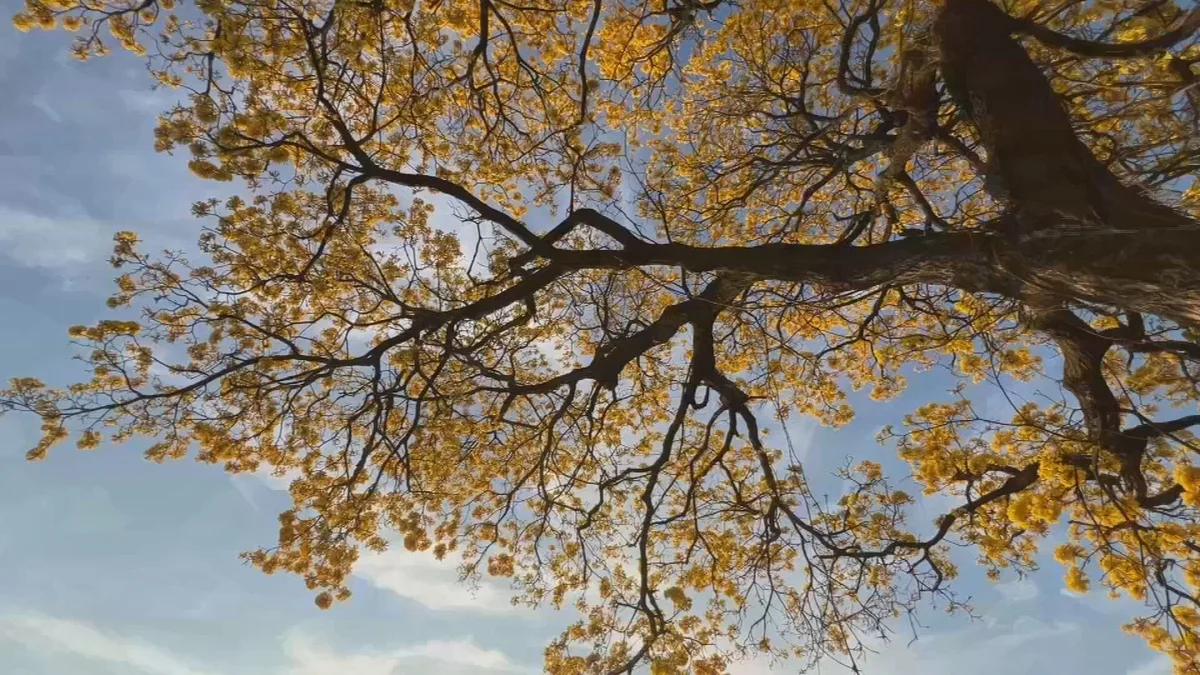 Primavera deve ter calor acima da média e chuvas irregulares no Piauí, prevê Semarh