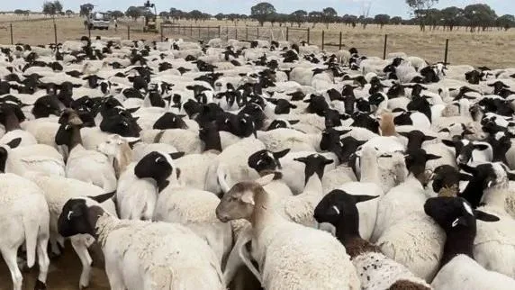 Queensland sheep theft: 5,500 dorper ewes, rams worth $1.7 million stolen from property near Blackall