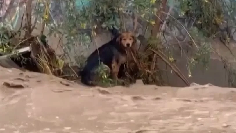 Tier in den Fluten gefangen - Hunde-Rettung wird TV-Ereignis