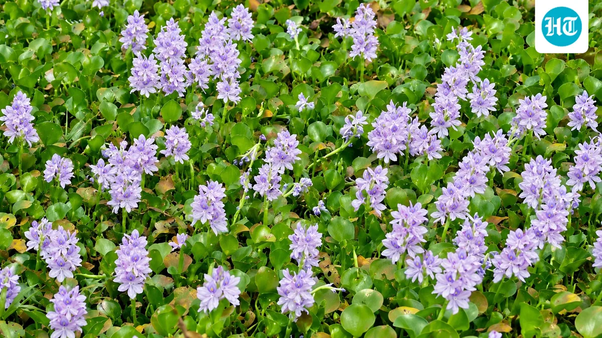 Water hyacinth, a South American ornamental, invaded 53 countries; on Lake Victoria it covered 90% of the shore, costing the region about $150M a year