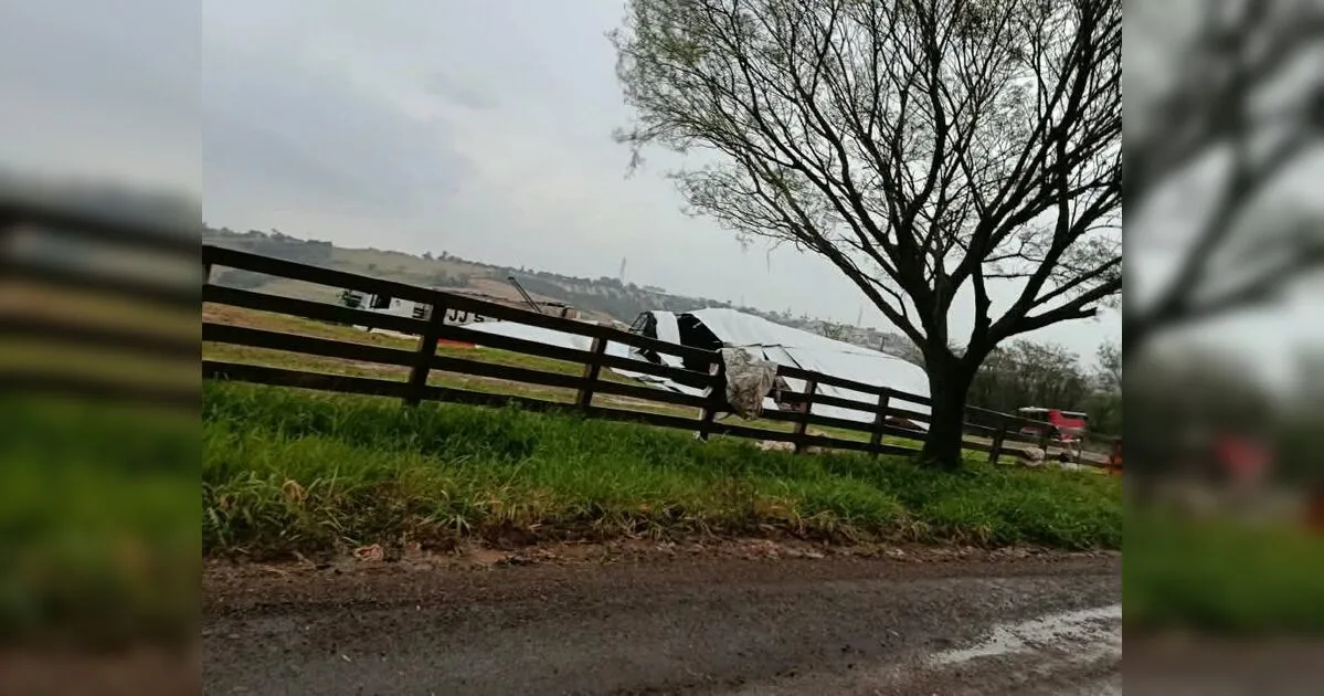 Temporal destrói estrutura agrícola e derruba árvores em Borrazópolis