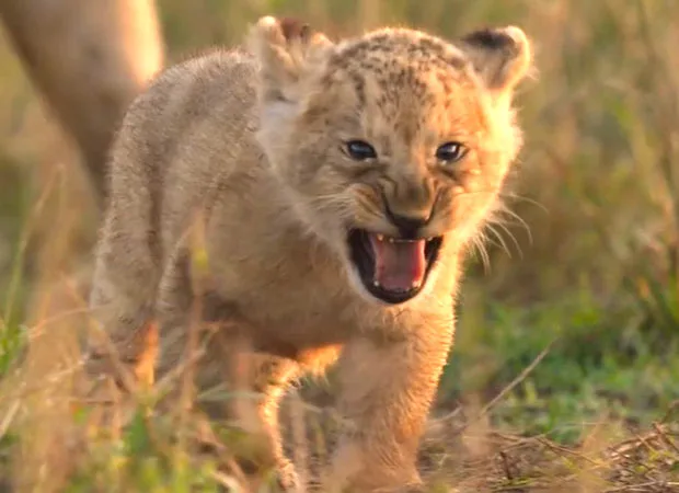Jon Favreau-backed LION to premiere in India on August 27, follows lion cub Kio’s journey