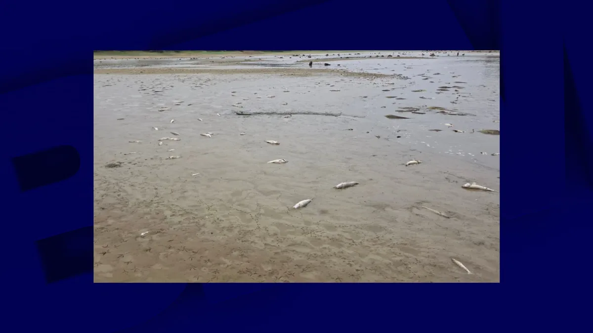 "Une catastrophe": des milliers de poissons retrouvés morts ou "en grande détresse" dans un lac des Landes