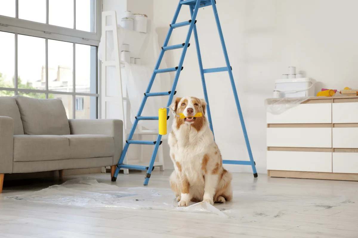 Reforma em casa pode afetar o comportamento dos pets? Veja como tornar esse período mais tranquilo
