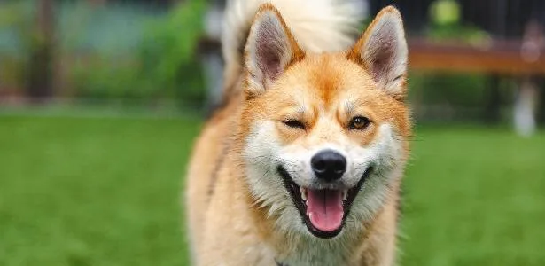 Cachorros usam o piscar de olhos para se comunicar, sugere estudo