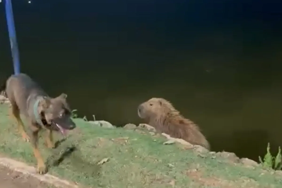VÍDEO: capivara coloca cachorro para correr após ser encarada pelo animal em parque de Cuiabá