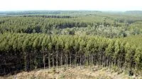 Eucalipto impulsiona produção florestal recorde de R$ 47,9 bi, aponta IBGE