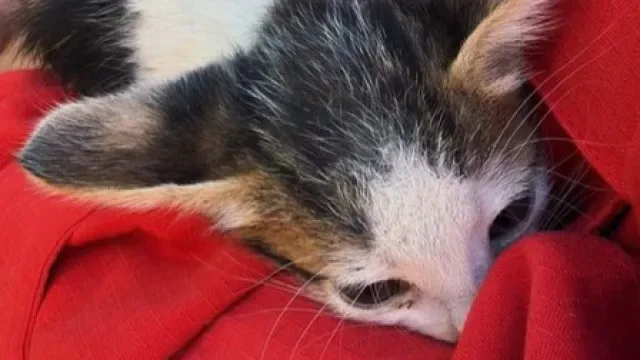 Bombeiros do Seixal resgatam gatos bebés do telhado de escola