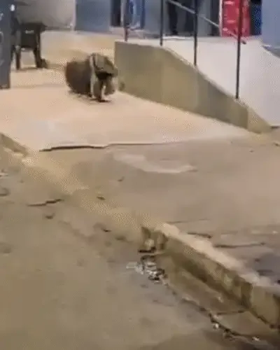Tamanduá procura barbearia, mas o expediente já tinha acabado