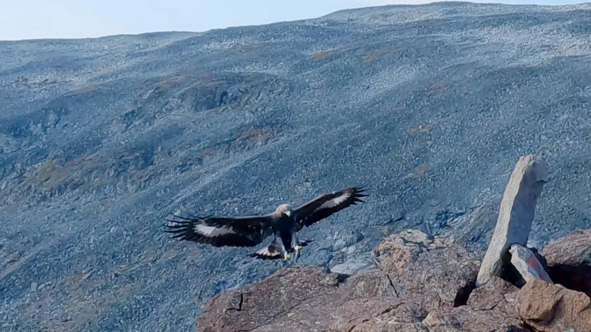 Tier und Technik: Steinadler greift Drohne an - Absturz