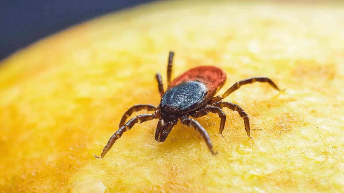 Febre maculosa exige atenção e prevenção em áreas de risco em São Paulo