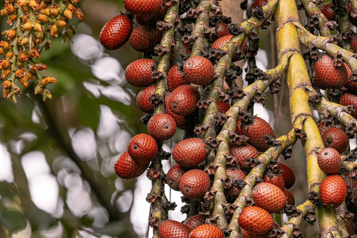 Buriti: descubra os benefícios do fruto e como incluí-lo na alimentação